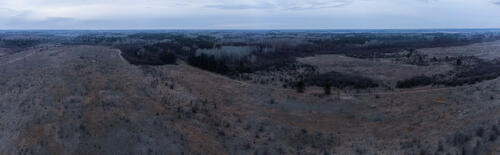 Forest panorama